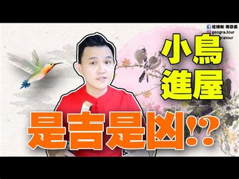 小鳥來家裡|【家裡出現鳥】家裡鳥進來有什麼好兆頭？自來鳥寓意大公開！